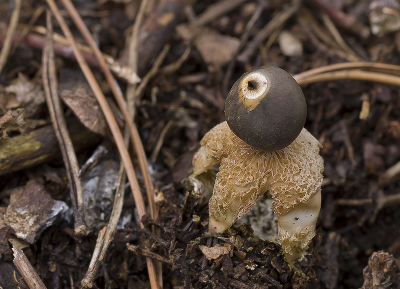 Geastrum quadrifidum